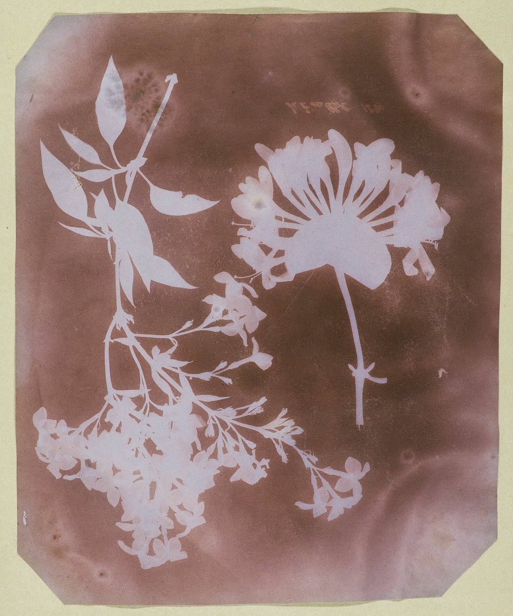 Dva rostlinné exempláře od William Henry Fox Talbot