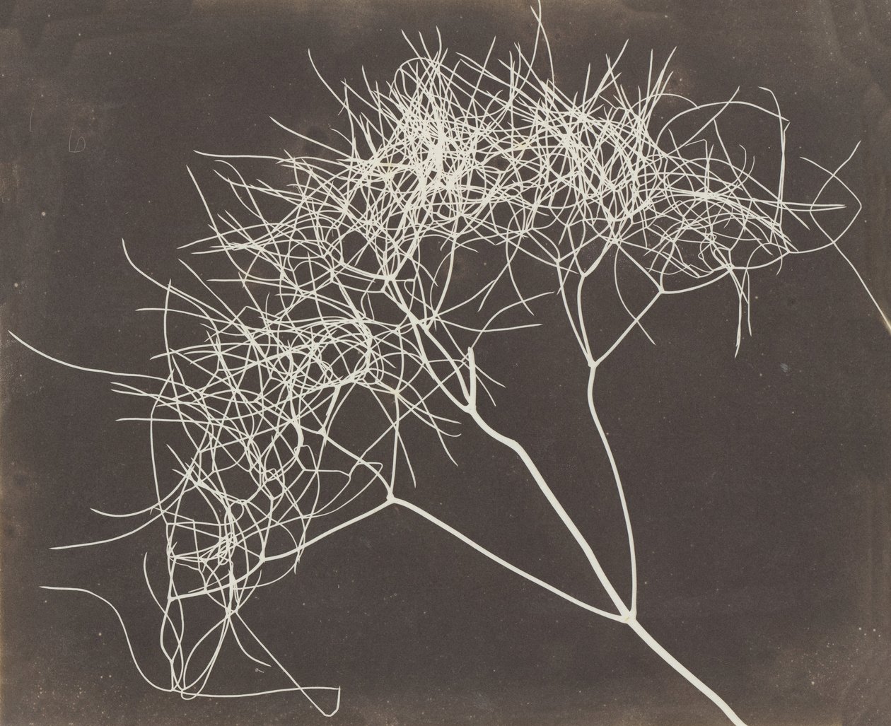 [Fenykl divoký], 1841-42. od William Henry Fox Talbot