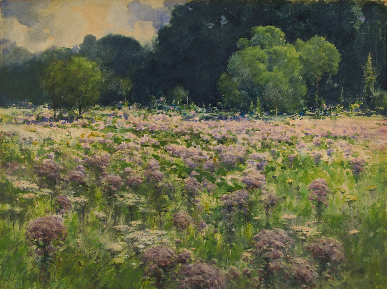 Field of Joe Pie Weeds Pride of the Meadow, n.d. od William Henry Holmes