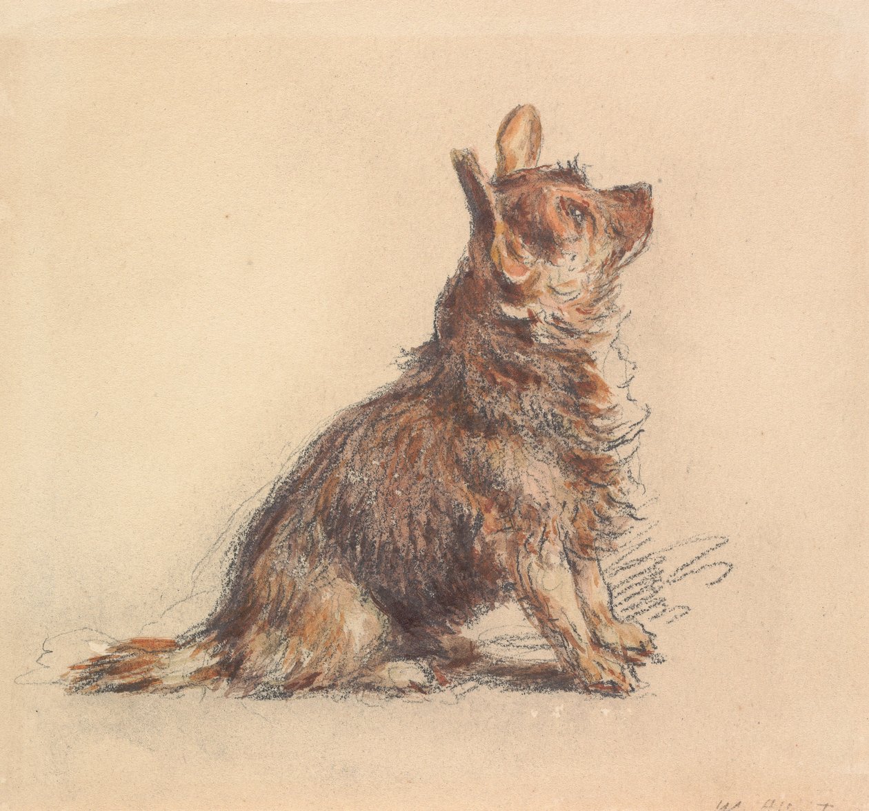 Sedící teriér, hledící vzhůru doprava od William Henry Hunt