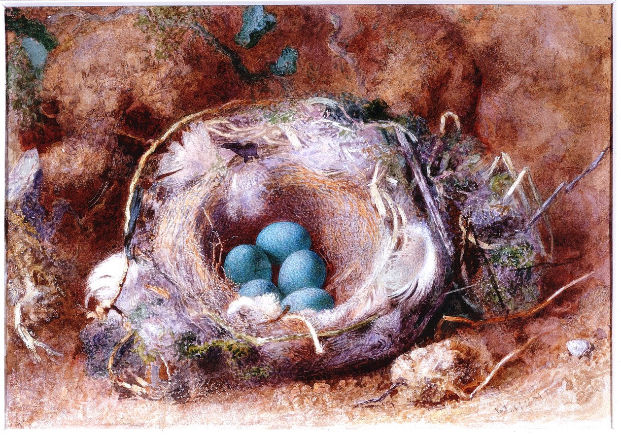 Ptačí hnízdo (bc a wc na papíře) od William Henry Hunt