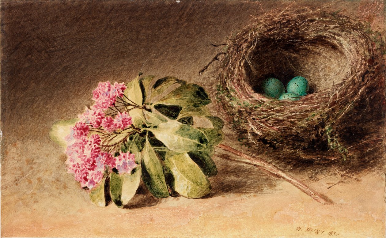Ptačí hnízdo s květem (tělová barva) od William Henry Hunt