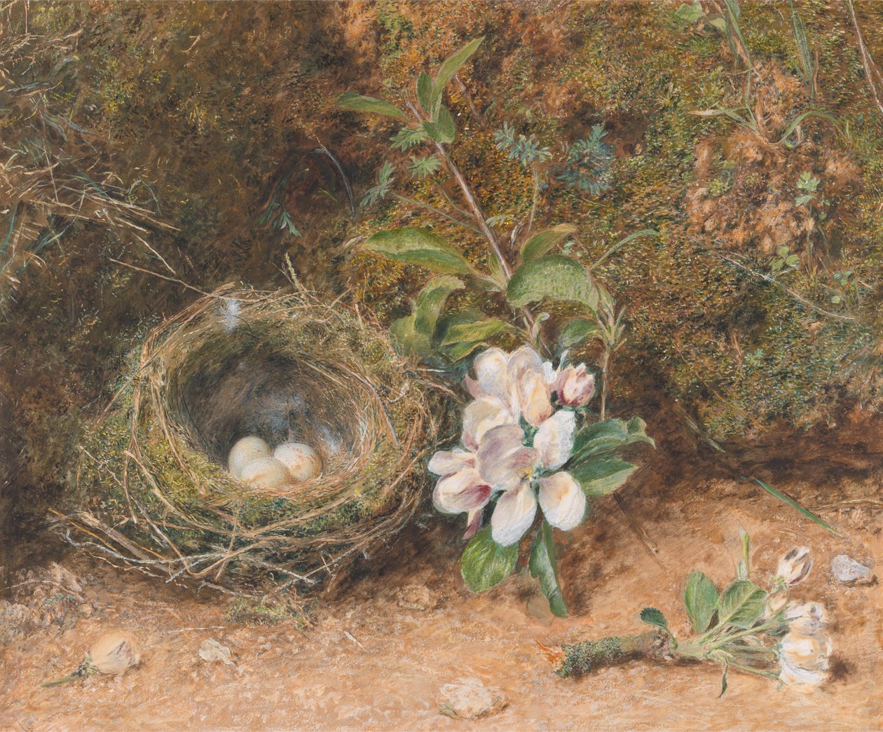 Ptačí hnízdo s postřiky jabloňových květů od William Henry Hunt