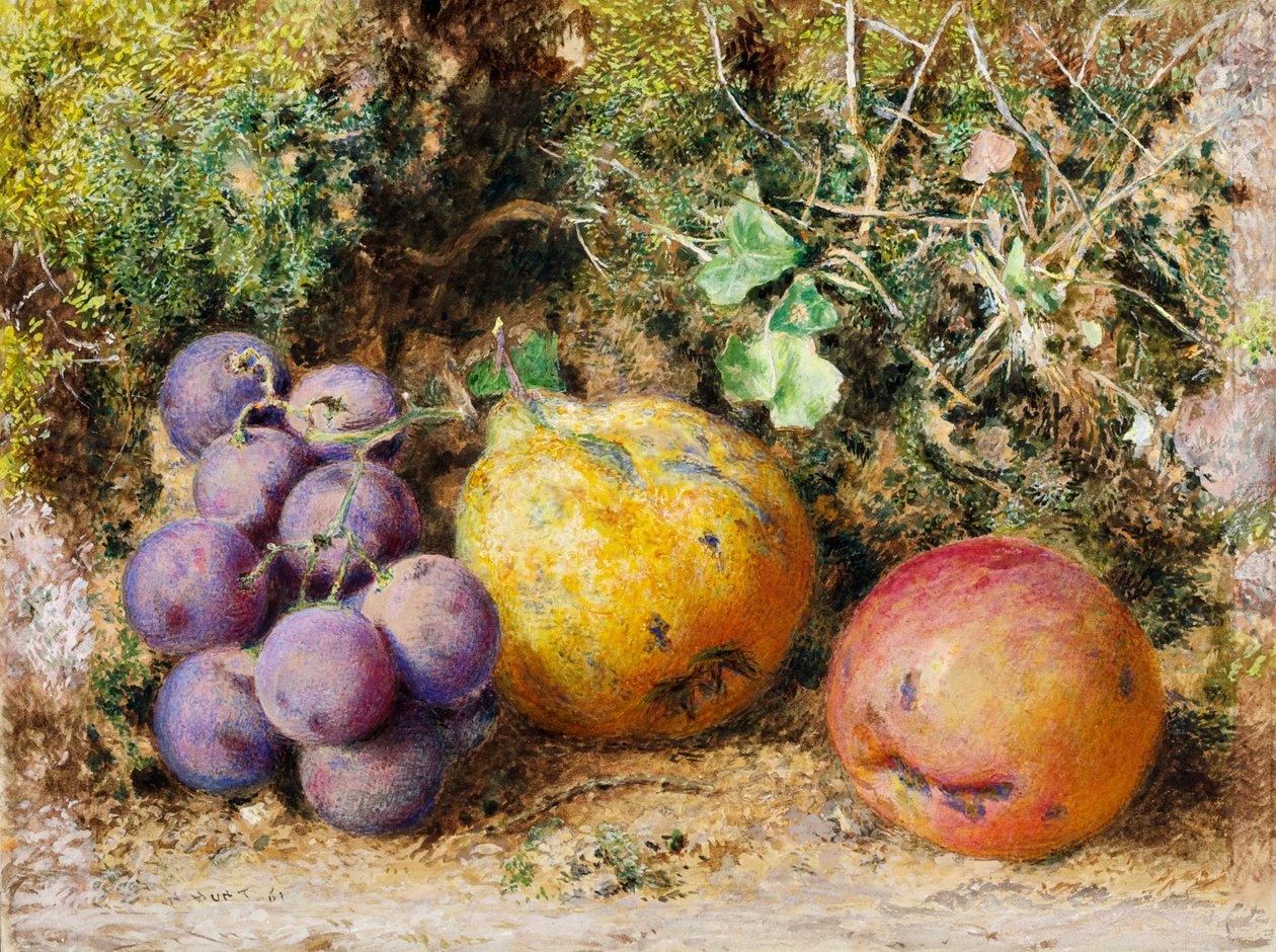 Černé hrozny, kdoule a Newtown Pippin, 1861 (wc na kartě) od William Henry Hunt