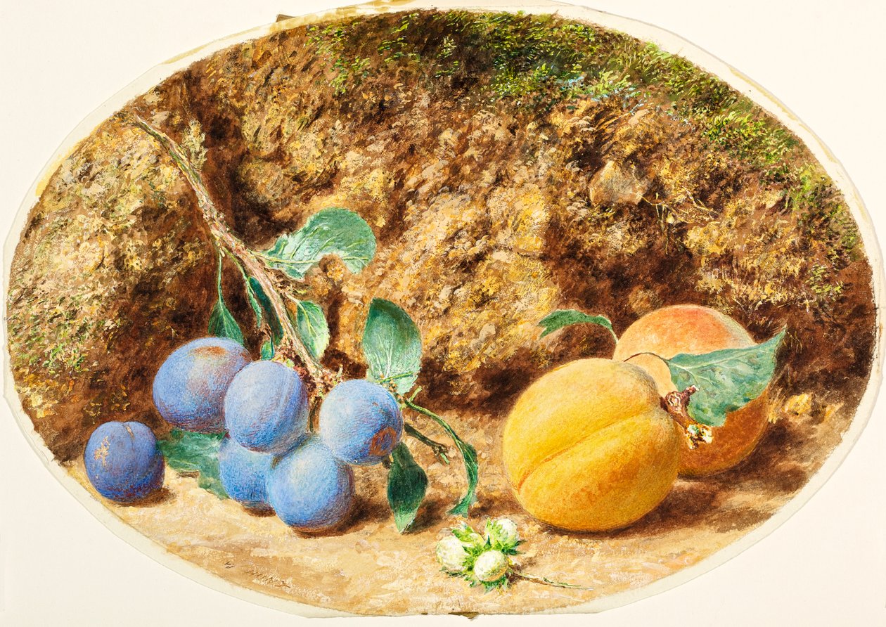 Fialové švestky, meruňky a ořechy, kolem roku 1860 od William Henry Hunt
