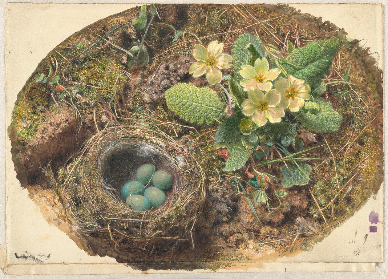 Malé ptačí hnízdo od William Henry Hunt