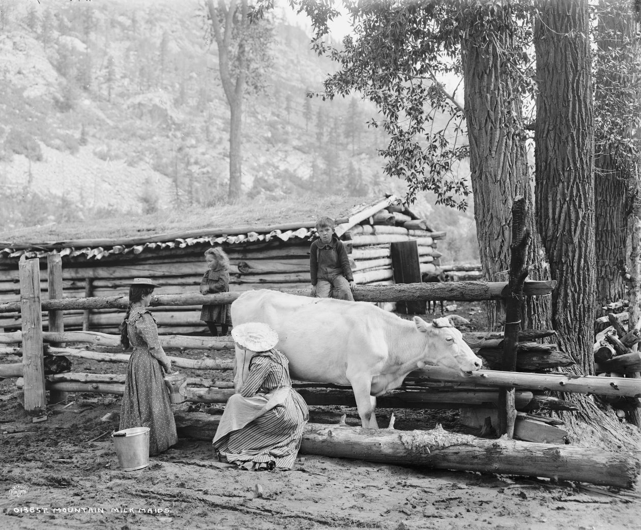 Služky z horského mléka v Coloradu, cca 1900 (černobílá fotografie) od William Henry Jackson