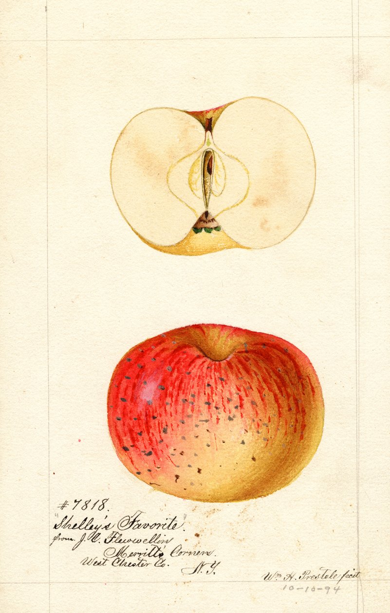 Shelleysova oblíbená jablka (Malus domestica) (akvarel) od William Henry Prestele