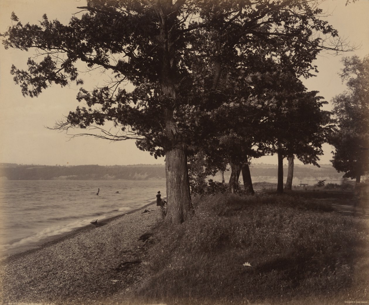 Cayuga Lake, Sheldrake,c. 1895 (foto) od William Herman Rau
