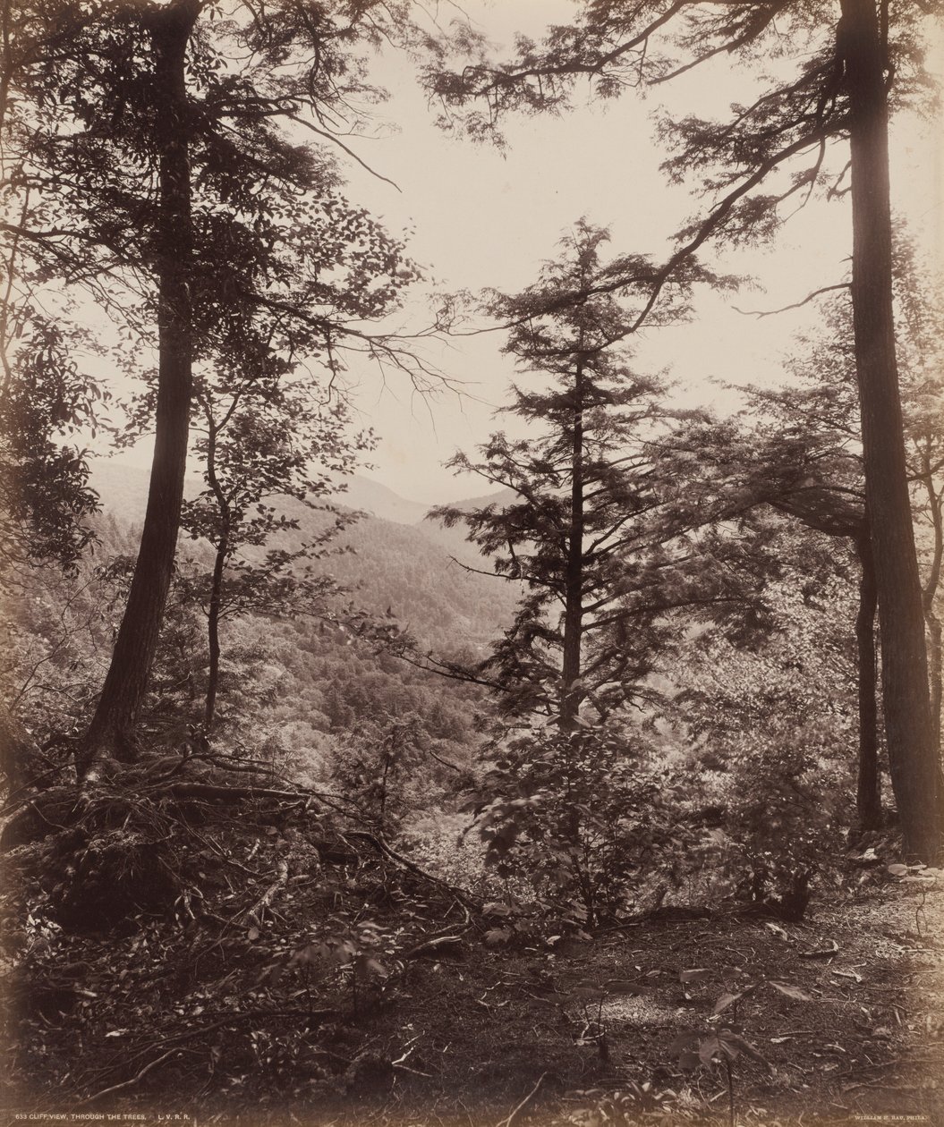 Pohled na útes, skrz stromy,c. 1895 (foto) od William Herman Rau