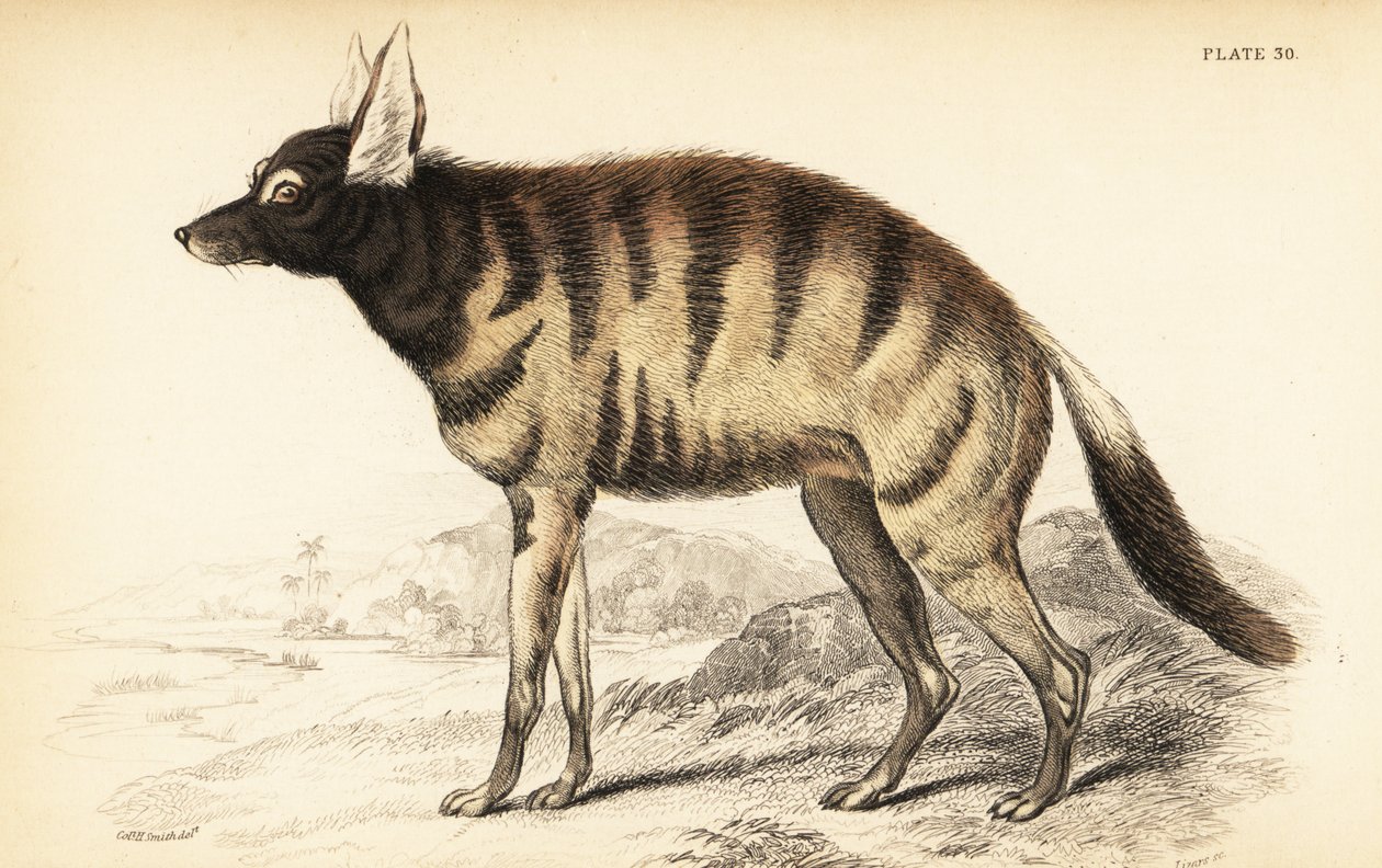 Ordwolf, Protellus Cristata (Protellus lalandi, Vive hynoids) od William Home Lizars
