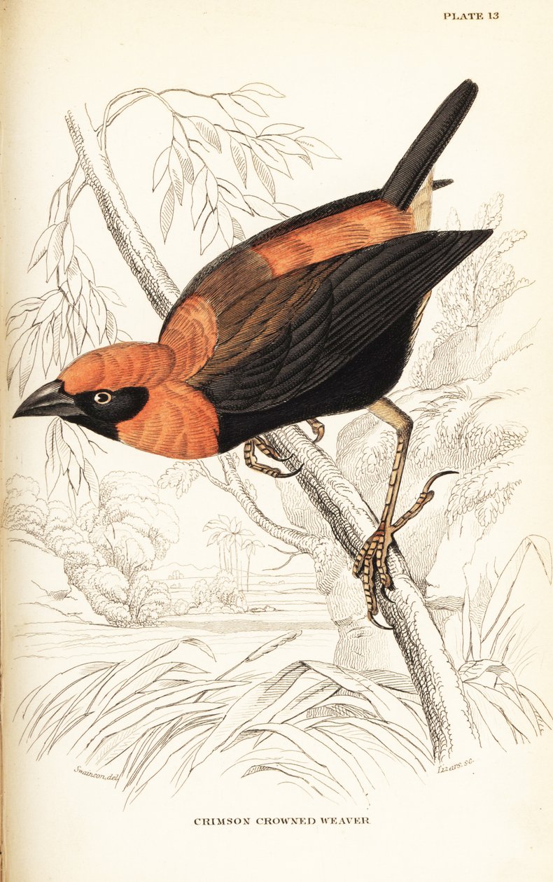 Černokřídlý červený biskup, Euplectes hordeaceus (tkadlec karmínově korunovaný, Euplectes flammiceps) od William Home Lizars