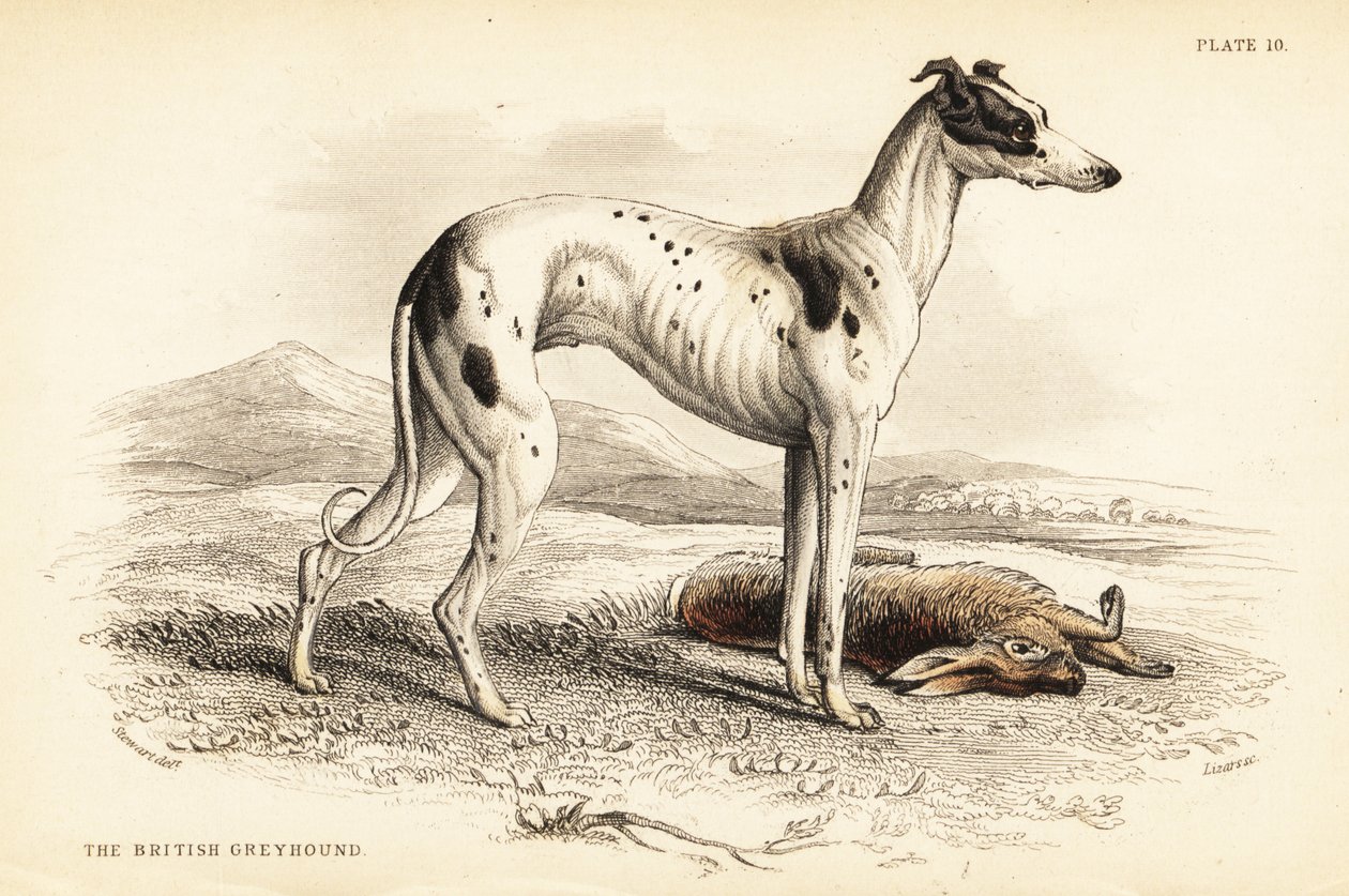 Britský chrt, Canis lupus familiaris od William Home Lizars