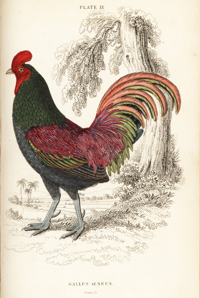 Bronzový kohout Sumatry, Gallus aeneus od William Home Lizars