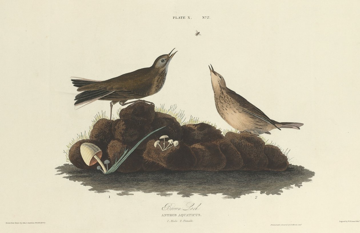 Hnědý skřivan, 1827. od William Home Lizars