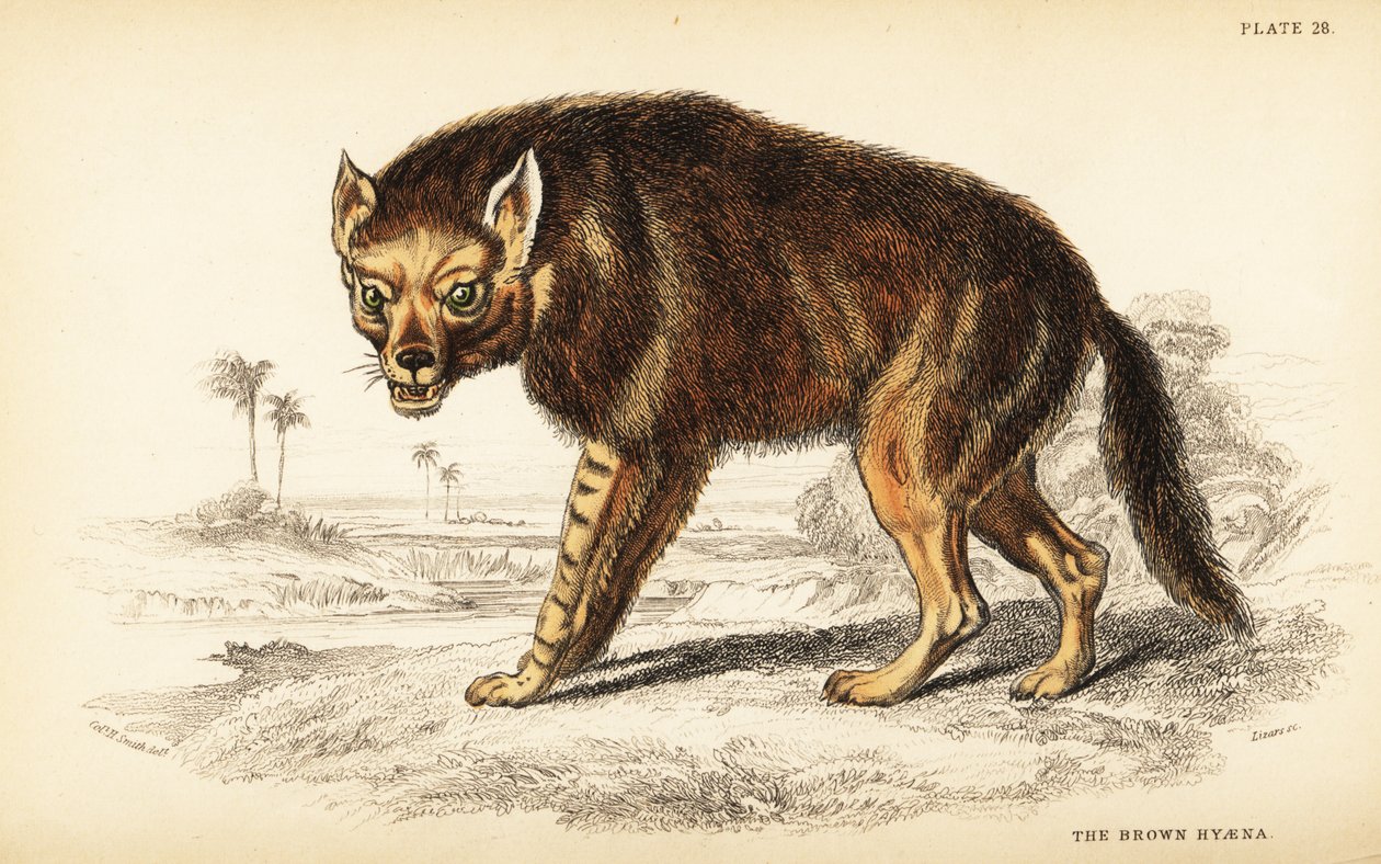 Hyena hnědá nebo strandwolf, Hyaena brunnea (Hyaena fusca) od William Home Lizars
