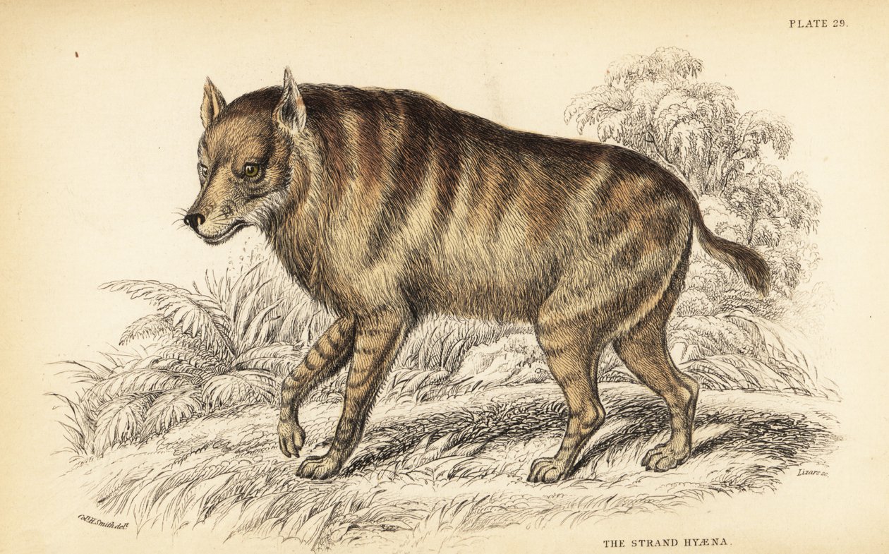 Hyena hnědá nebo strandwolf, Hyaena brunnea (hyena strand, Hyaena villosa) od William Home Lizars
