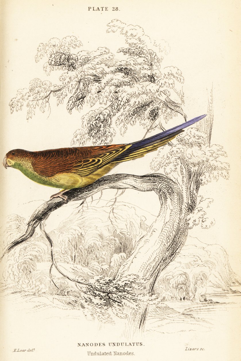Andulka, Melopsittacus undulatus od William Home Lizars