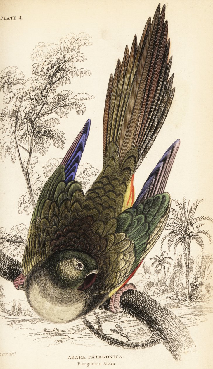 Zahrabaný papoušek nebo patagonský conure, Cyanoliseus patagonus od William Home Lizars