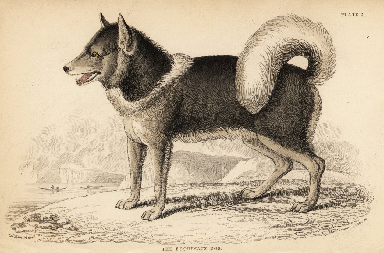 Kanadský eskymácký pes nebo qimmiq, Canis lupus od William Home Lizars
