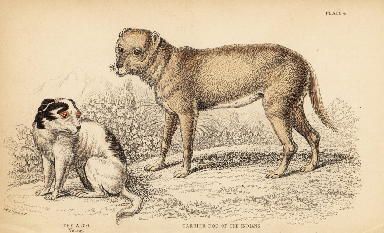 Nosný pes indiánů nebo techichi z Mexika, předek čivavy, Canis lupus familiaris, a mladý pes Alco, Yzi-cuinte potzotli v Mexiku, Canis lupus familiaris (Canis alco) od William Home Lizars