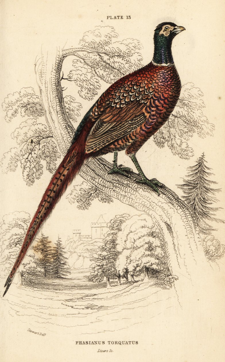 Bažant obecný (kruhokrký), bažant colchicus torquatus od William Home Lizars