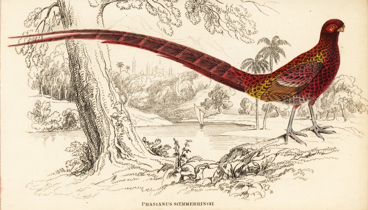 Bažant měděný nebo bažant Soemmerringův, Syrmaticus soemmerringii (Phasianus soemmerringii) od William Home Lizars