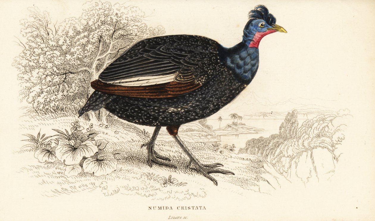 Perlička chocholatá, Guttera pucherani (Numida cristata) od William Home Lizars