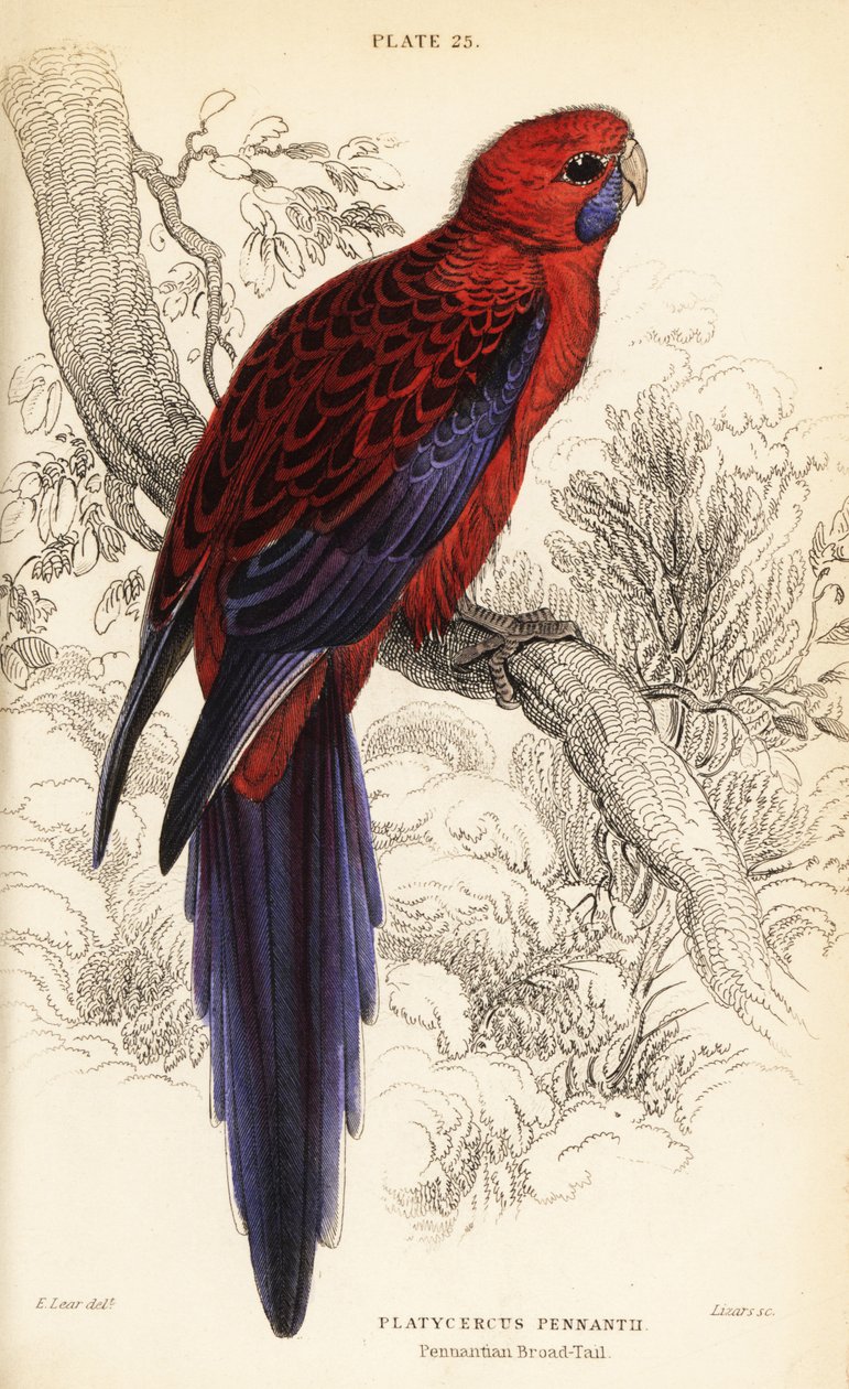 Karmínová rosela, Platycercus elegans od William Home Lizars