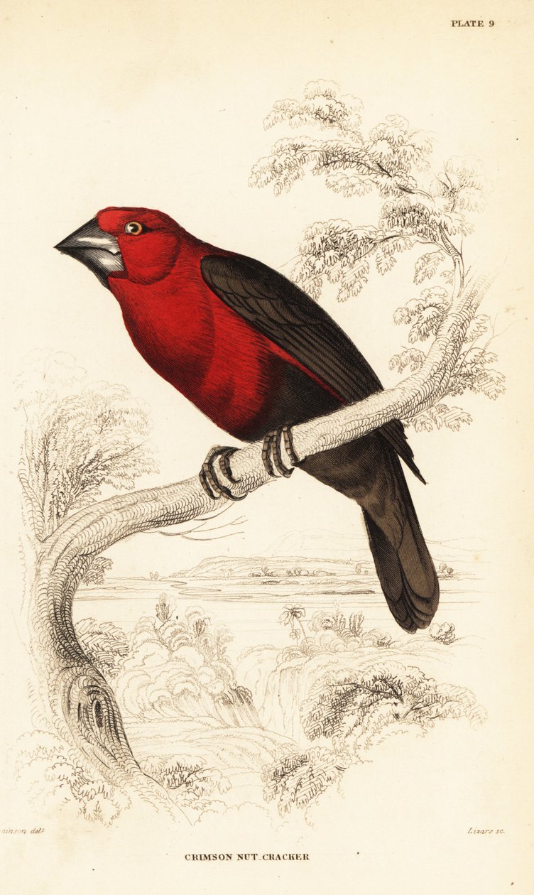 louskáček karmínový, Pyrenestes sanguineus (louskáček karmínový, Pirenestes sanguineus) od William Home Lizars