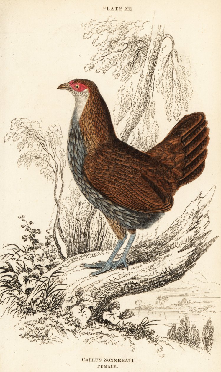 Samice pralesní šedé nebo pralesní Sonneratova, Gallus sonneratii (Gallus sonnerati) od William Home Lizars