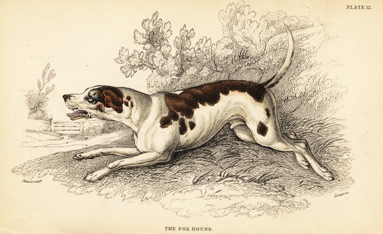 Fox honič, Canis lupus familiaris od William Home Lizars