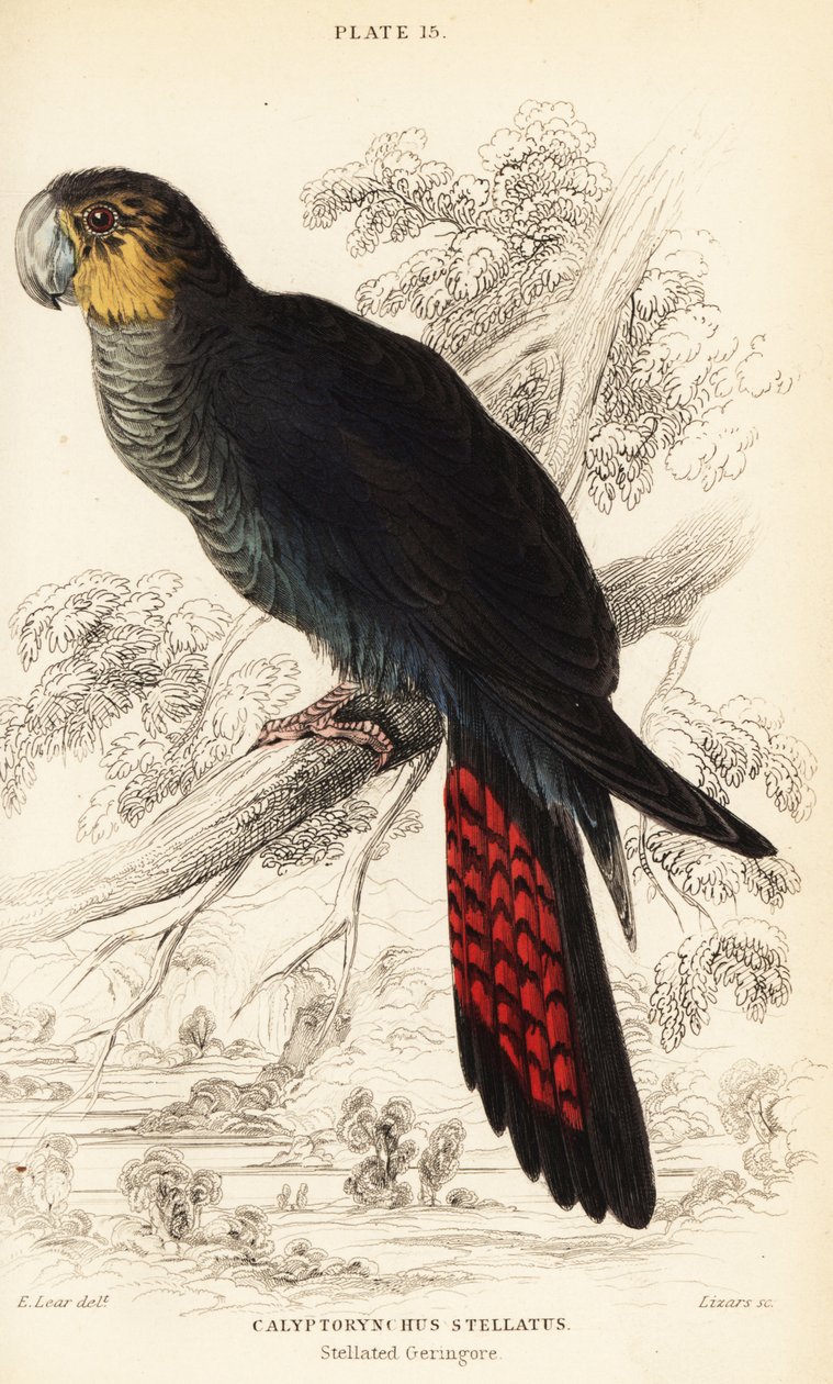 Lesklý černý kakadu, Calyptorhynchus lathami od William Home Lizars