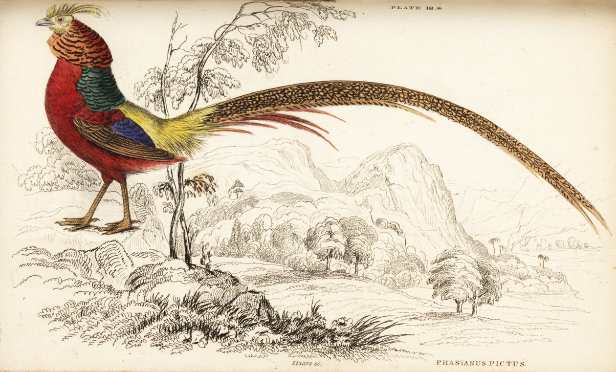 Zlatý bažant nebo čínský bažant, Chrysolophus pictus (Phasianus pictus) od William Home Lizars