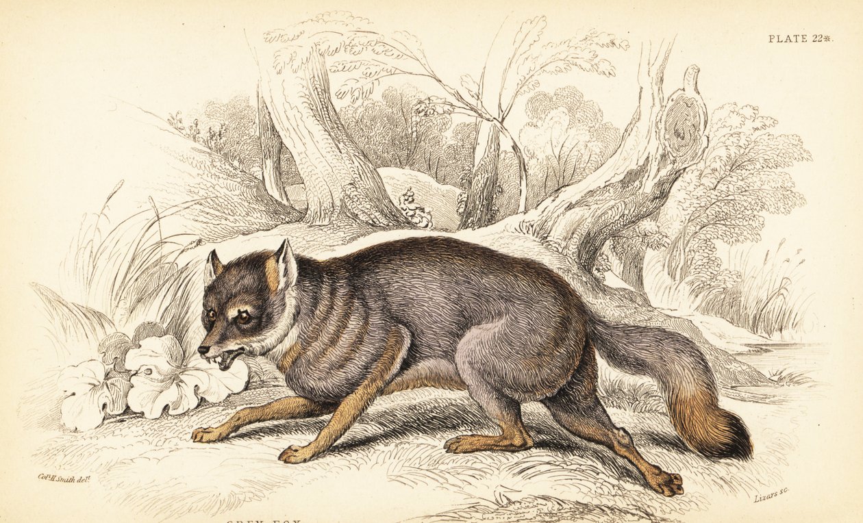 Liška šedá nebo liška šedá, Urocyon cinereoargenteus (Vulpes cinereus) od William Home Lizars