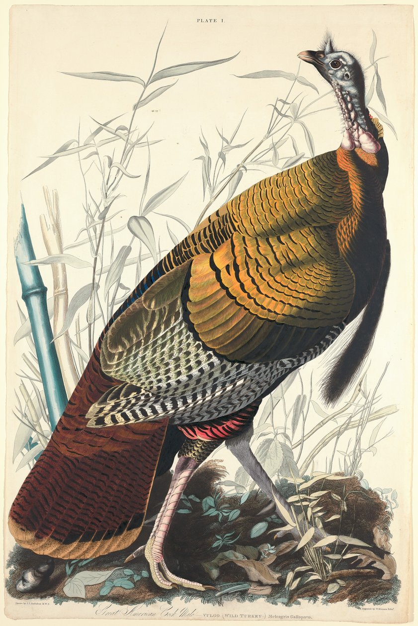 Velký americký kohout, 1827. od William Home Lizars