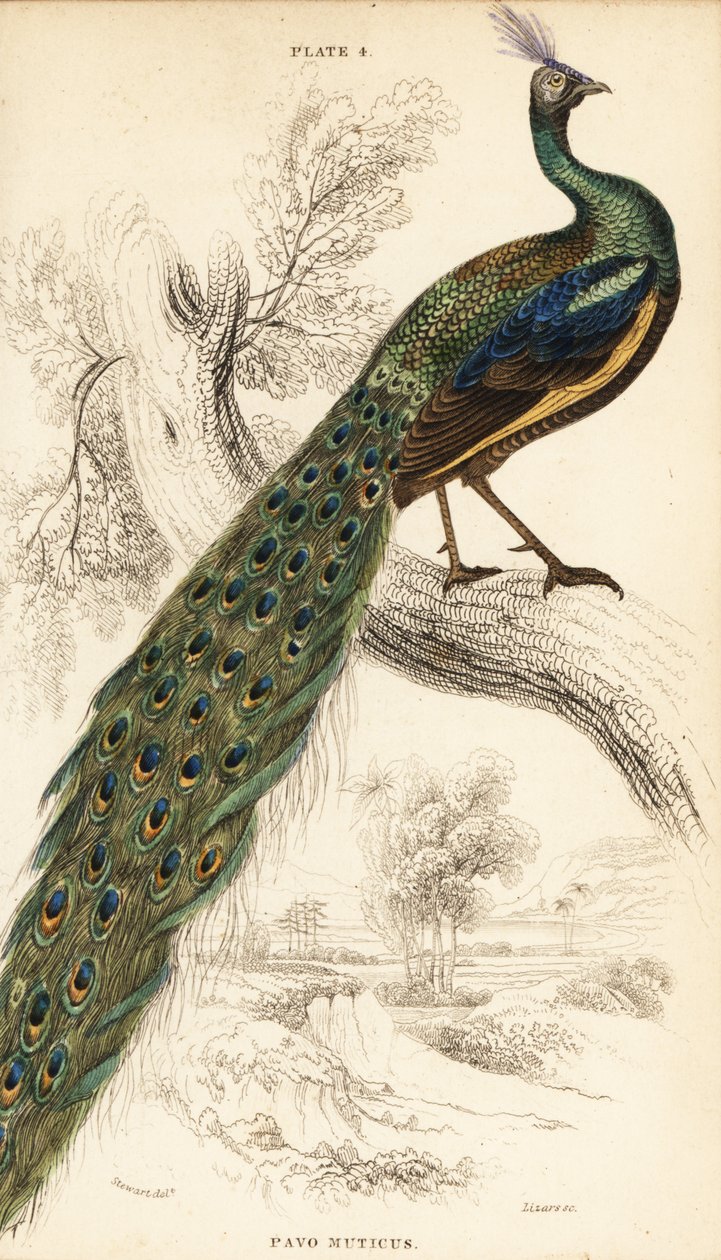 Páv zelený, Peacock muticus od William Home Lizars