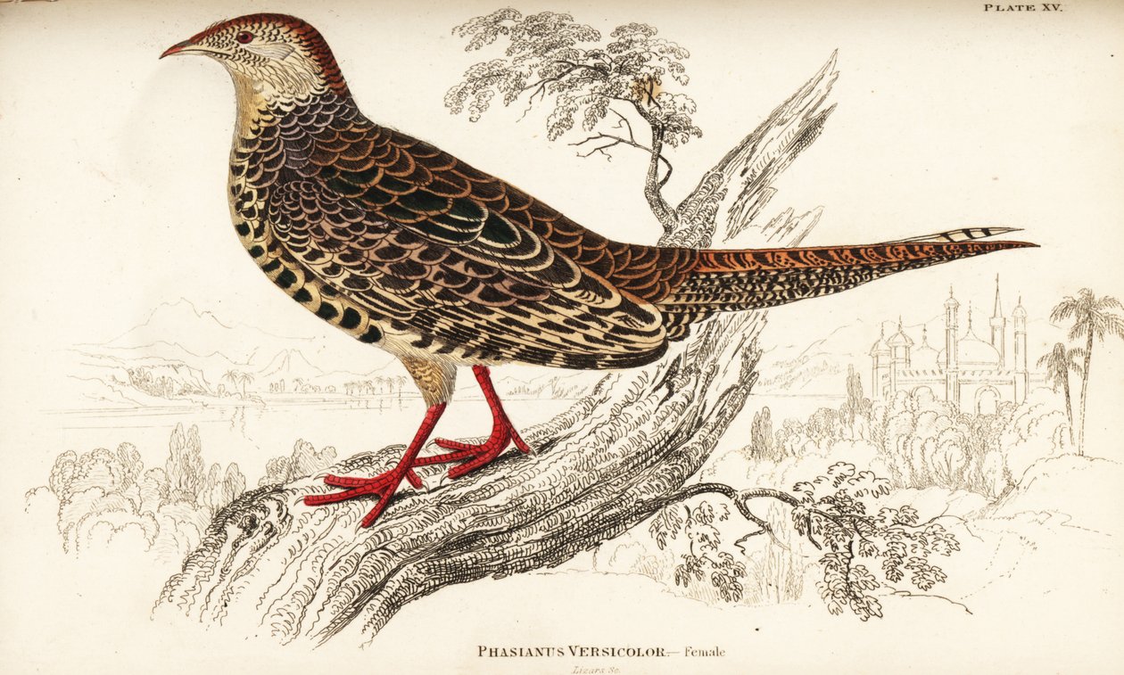 Bažant zelený nebo zelený bažant japonský, samice, Phasianus versicolor od William Home Lizars