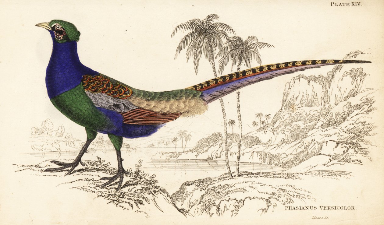 Bažant zelený nebo zelený bažant japonský, samec, Phasianus versicolor od William Home Lizars