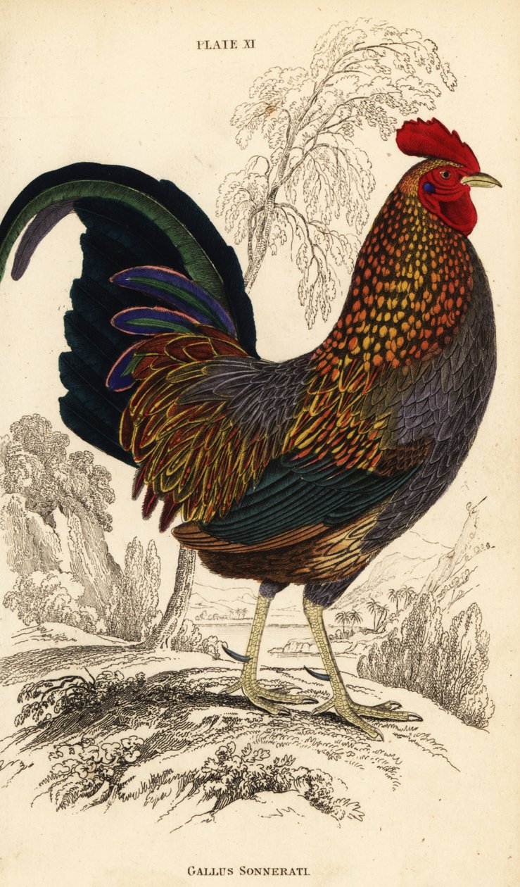 Šedá pralesní ptactvo nebo Sonneratova pralesní ptactvo, Gallus sonneratii (Gallus sonnerati) od William Home Lizars