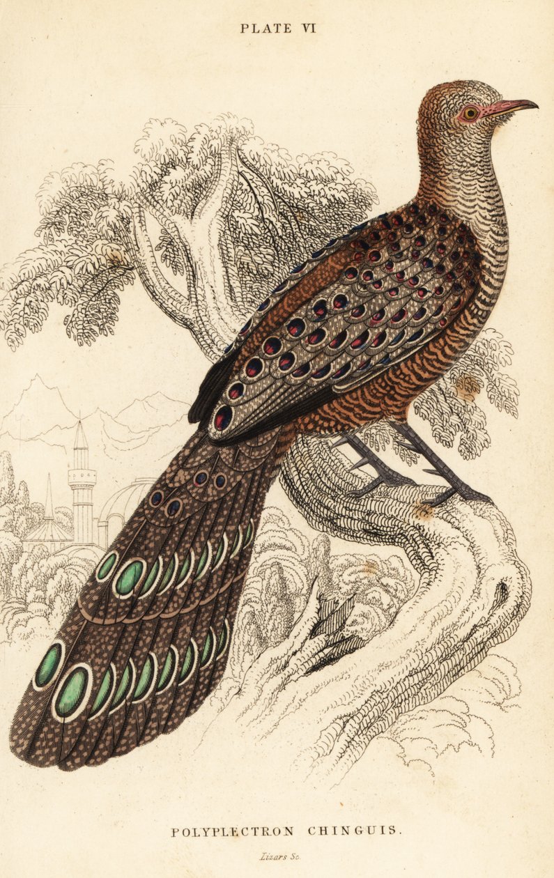 Šedý páv-bažant nebo barmský páv-bažant, Polyplectron bicalcaratum od William Home Lizars