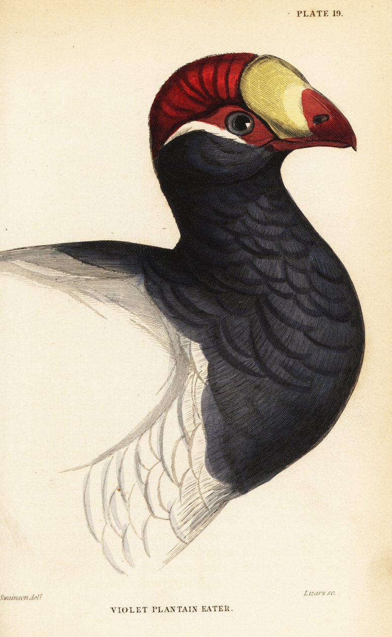 Hlava turaka fialového, jitrocele fialového, Musophaga violacea od William Home Lizars