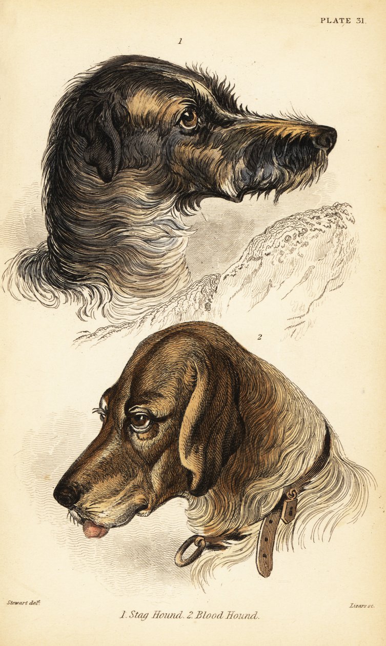 Hlavy jelena 1 a krvavého honiče 2, Canis lupus familiaris (Canis sagaces a Canis sanguinarius) od William Home Lizars