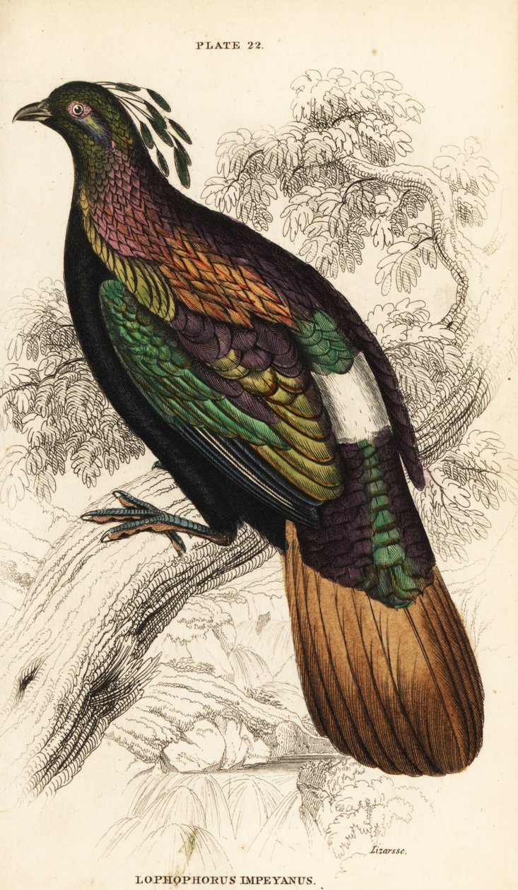 Himalayan Monal, Muž, Lofoforce Impossible od William Home Lizars