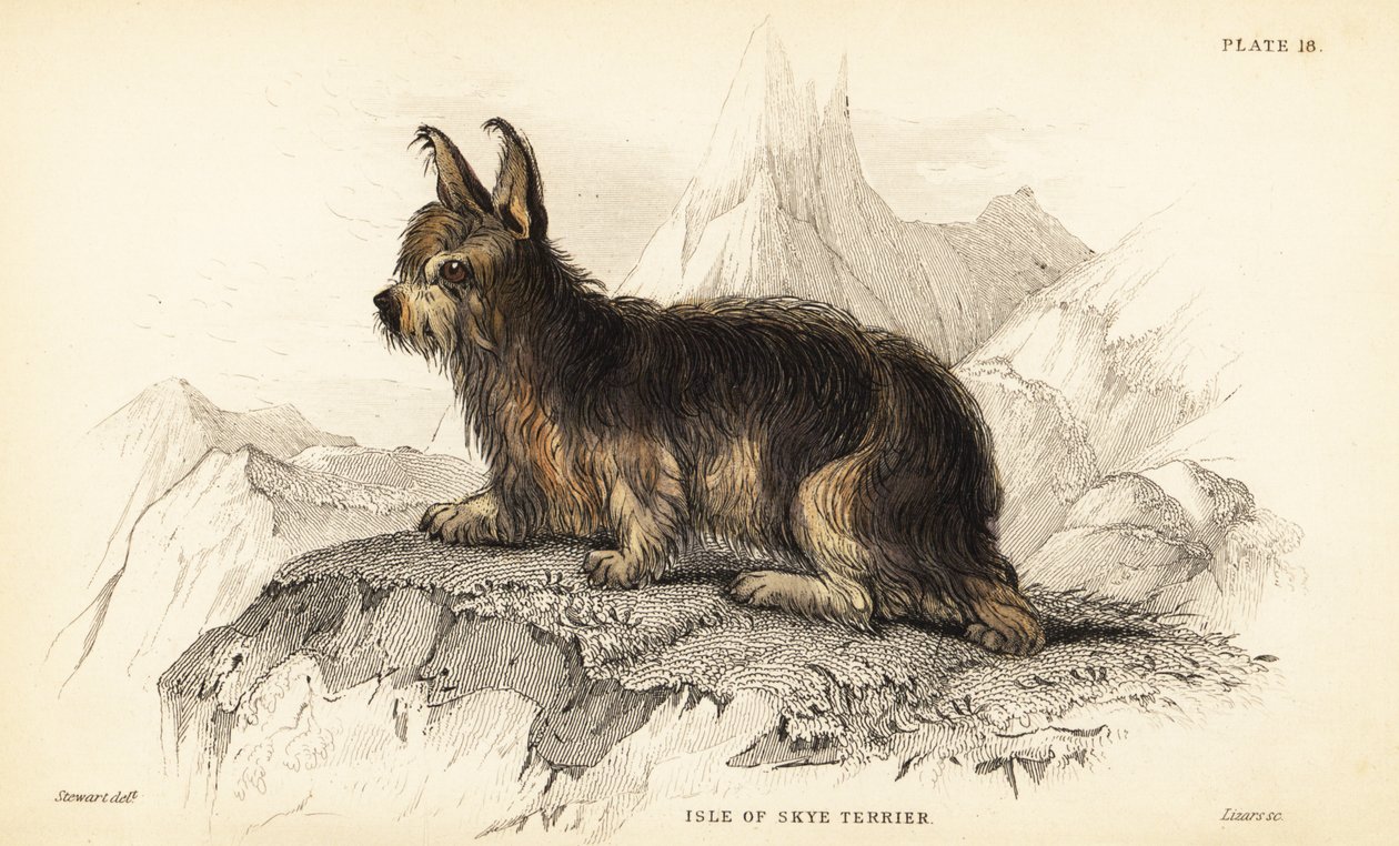 Isle of Skye teriér, Canis lupus familiaris (Canis terrarius) od William Home Lizars