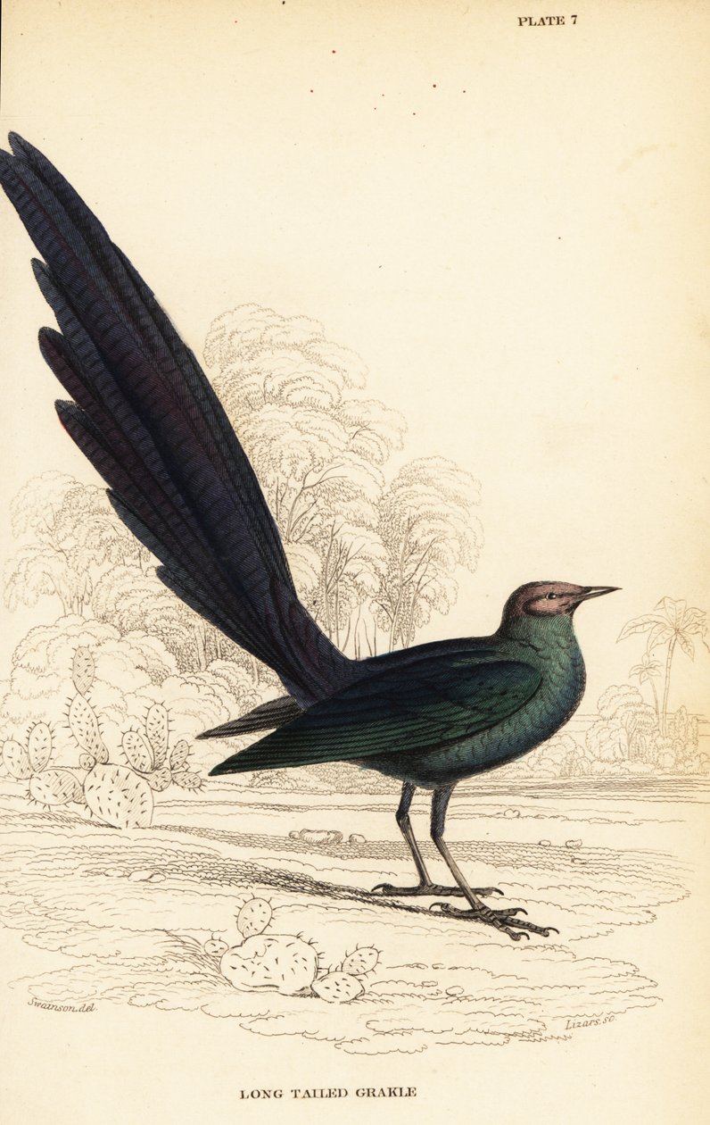 Špaček lesklý dlouhoocasý, Lamprotornis caudatus od William Home Lizars