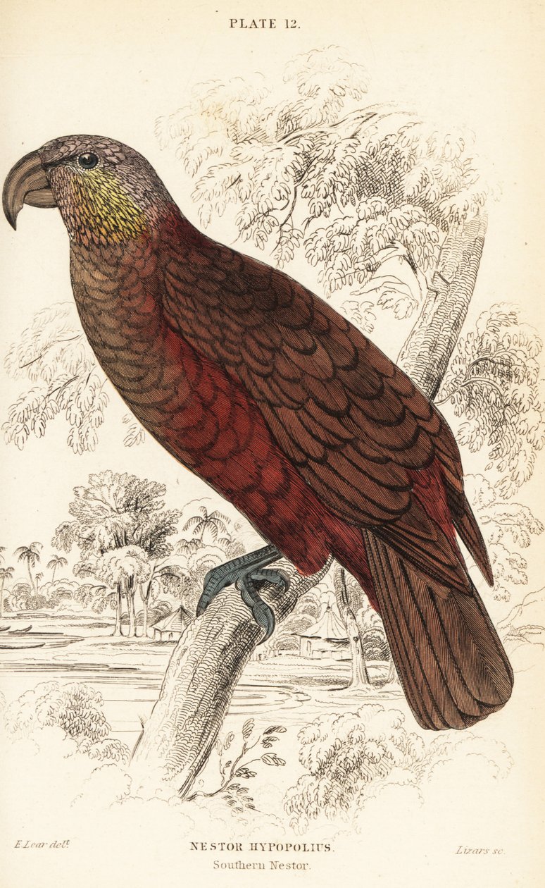 Nový Zéland kaka, Nestor meridionalis od William Home Lizars