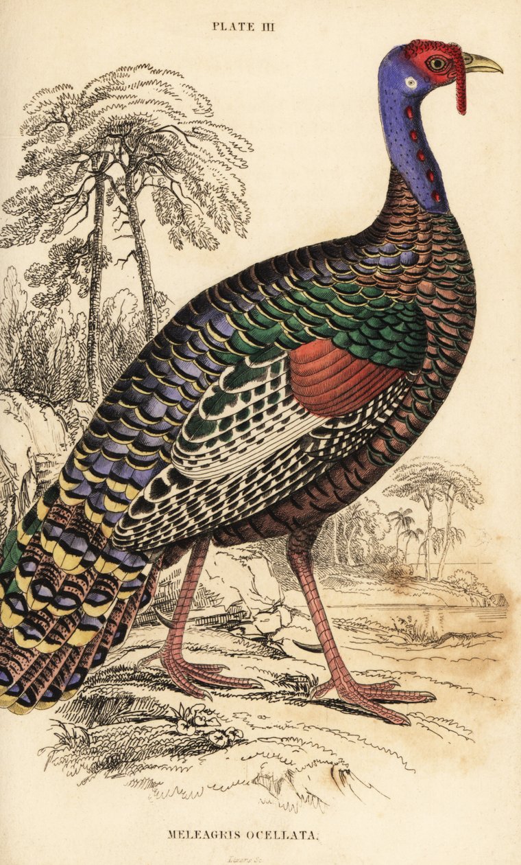 Ocellated krůta, Meleagris ocellata od William Home Lizars