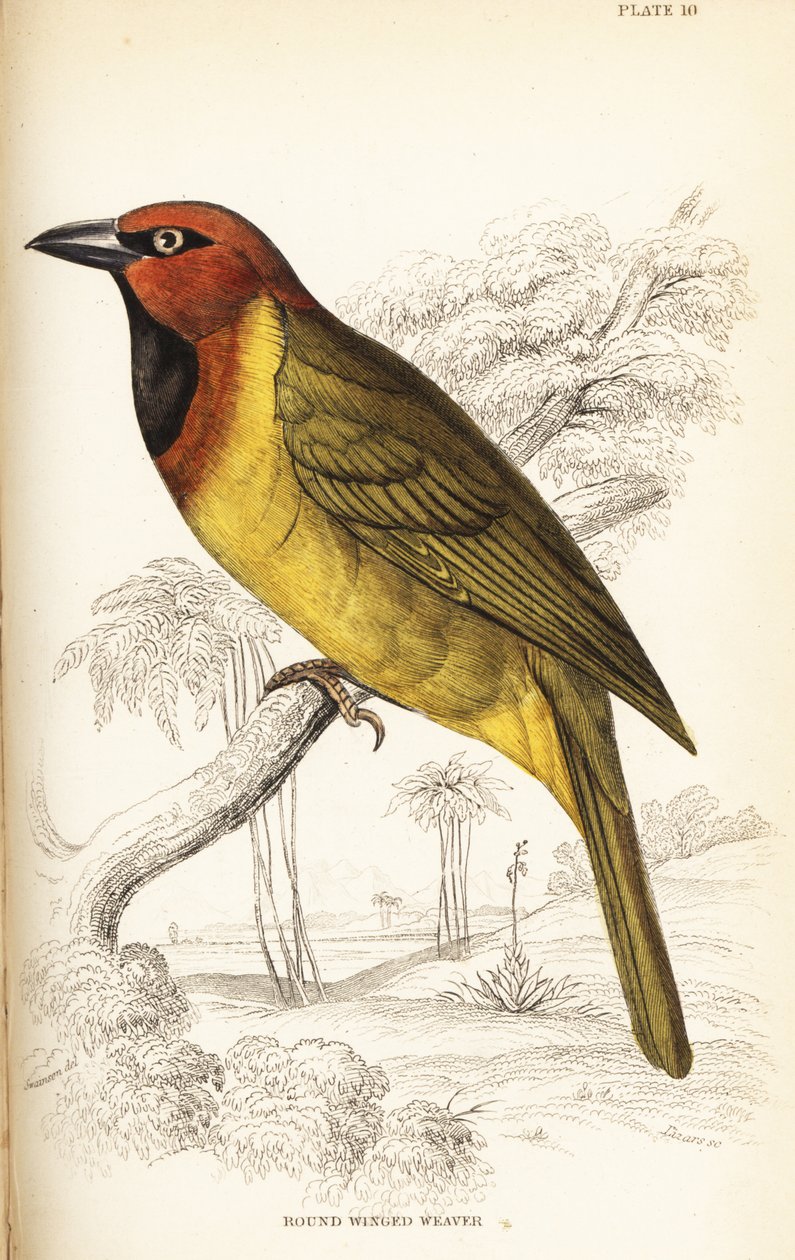 Snovač olivovník nebo snovač okrouhlokřídlý, Ploceus brachypterus od William Home Lizars