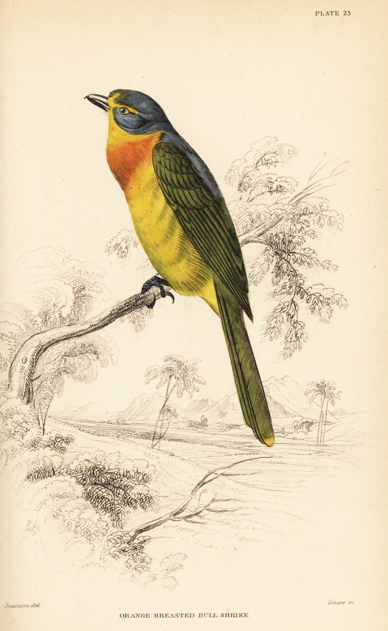 Křovík oranžovoprsý nebo křovík sirnoprsý, Chlorophoneus sulfureopectus od William Home Lizars